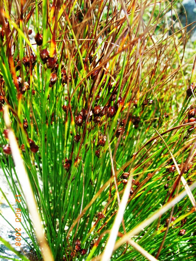 Juncus trifidus  / Giunco trifido